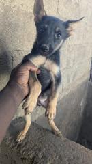 Deutsche Schäferhundwelpen zu verkaufen