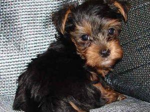 Unwiderstehlicher Junger Terrier-Hund der Frau Yorkie.