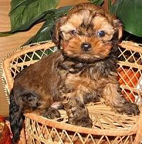 Hundewelpe