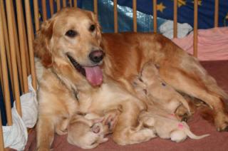 Golden Retriever Welpen