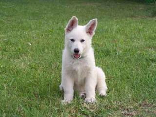 Weisse Schäferhund Welpen