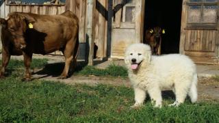 Maremmano Abruzzese Herdenschutzhund