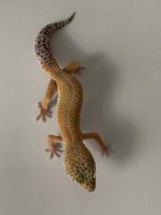 2.0 Blood het Raptor & Raptor het Diablo Blanco Enz 21 Leopardgecko Männchen aus