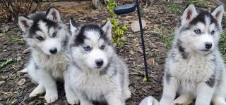 Traumhafte Superkleine Erhältlich Siberian Husky Welpen mit papieren