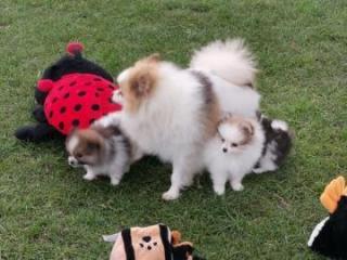 Fantastische Pomeranian Zwergspitz-Welpen
