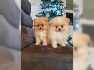 MINI Pomeranian Spitz Boo Welpen