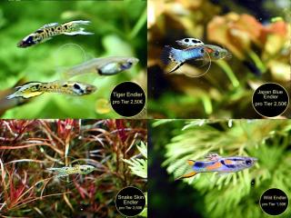 Endler, Guppy, reinerbig, ab 1, 50€, Versand