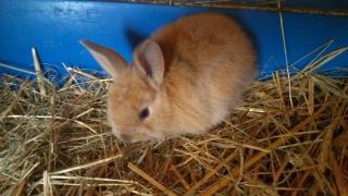 Kleine süße Zwergkaninchen bald abzugeben ( Kaninchen)