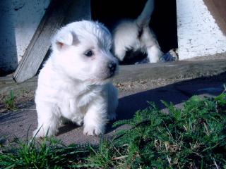 West Highland White Terrier