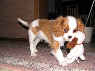 Cavalier King Charles Spaniel