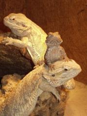 2.2 Pogona vitticeps abzugeben