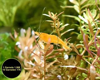 Orange Sakura Garnele, Zwerggarnele, reinerbig (Versand/ Abholung)