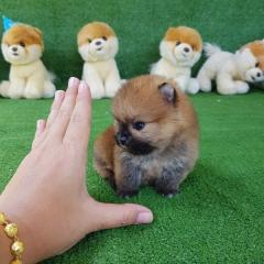 Teacup-Pomeranian Spitz-Welpe