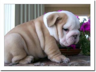 Englische Bulldogge Welpen mit papieren