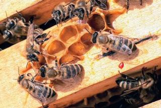 Natürliche Bienenprudukte für DICH & DEINEN KÖRPER