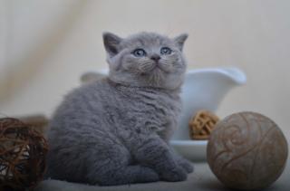 5 BKH Kater u. 1 BLH Kater in den Farben Blau u. Creme, suchen zuverlässiges Kus