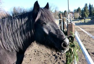 Pony und Pferd suchen Reit und Pfelge Mädchen