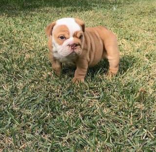 Süße und schöne englische Bulldoggenwelpen