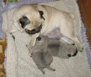 Liebevoller Mops Welpen für Ihre wunderbare Familie