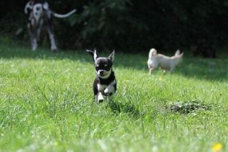Superkleine Erhältlich Mini-Chihuahua-Welpen (Langhaar und. Kurzhaar) 
