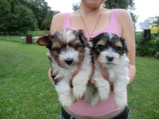 Liebevoller MINI Yorkshire Terrier Steel Blue Welpe