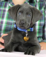 Labrador Retriever premium Welpen, “light Silber”, “light Charcoal”