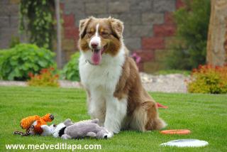 Australian-shepherd-puppies.de Welpen sind am 30.12.2021 geboren. Abgabe im März