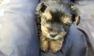 Yorkshire Terrier Welpen