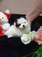 MINI Pomeranian SpitzBoo Welpe