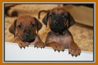 Reinrassige Rhodesian Ridgeback Welpen