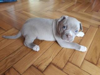 American Pitbull-Terrier-Welpen abzugeben.