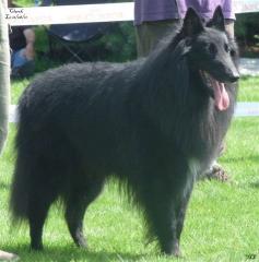 Belgischer Schäferhund Groenendaelwelpen