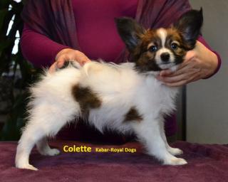 Papillon Welpen FCI (Hunde show)