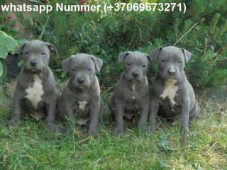 Weihnachten American Blue-Line Pit Bull Terrier Welpen  whatsapp Nummer (+370696