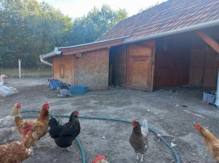 In Ungarn ein schönes Bauernhof mit Sonnenkollektor und kleiner Viehhof und viel