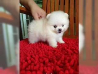  Kleiner Pomeranian-Spitz-Welpe