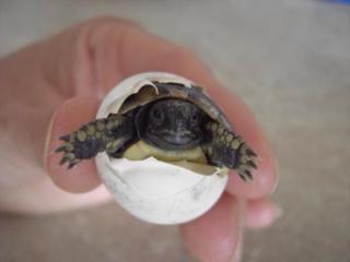 Griechische Landschildkrötenbabys weiblich