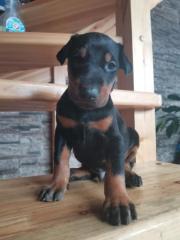 Schöne Dobermann Welpen
