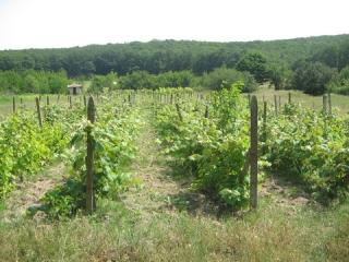 ACKERLAND IN BULGARIEN