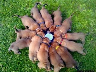 South African Boerboel Welpen