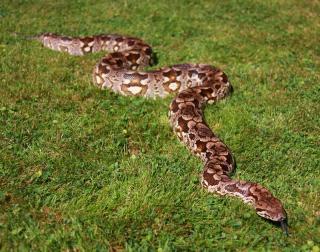 Südliche Madagaskarboas  (Acrantophis dumerili)