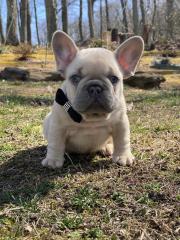 Schöne Französische Bulldoggen Welpe