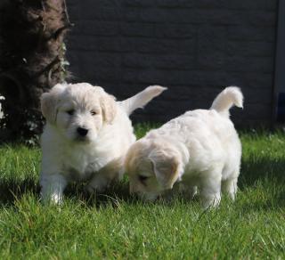 Golden Retriever Babys in bestes Endzuhause abzugeben