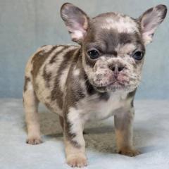 Schöne Französische Bulldoggen Welpe