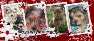 Merle yorkshire terrier mit Stammbaum