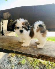 Charmante Shih Tzu Welpe