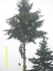 Baumfällung Spezialbaumfällungen Wipfelköpfungen sowie heckenschnitt und Mäharbe