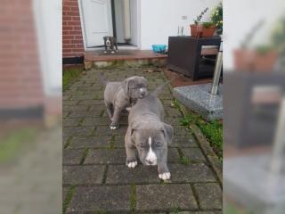  welpen American Pitbull Terrier