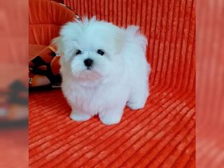 Super Liebevolle Malteser Welpe