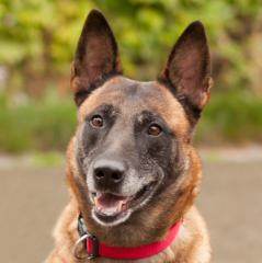 EMMA INDIANA - Malinois - 4 Jahre - Tierhilfe-Franken e.V.